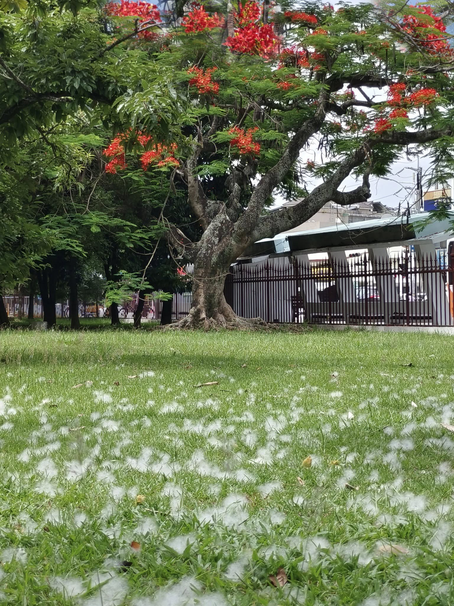 園區鳳凰花開