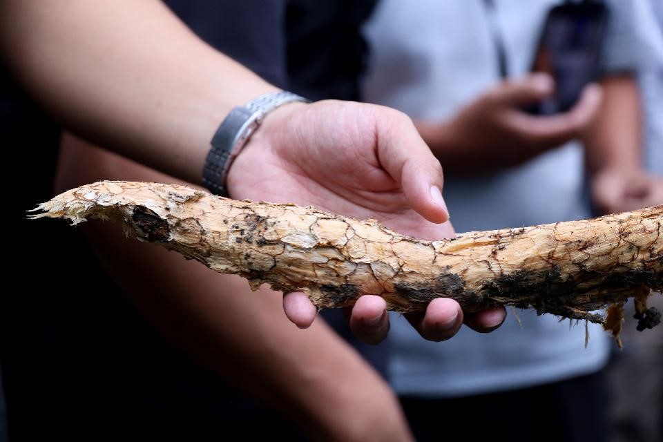 根部或受感染的木材組織出現黃褐色的網紋構造