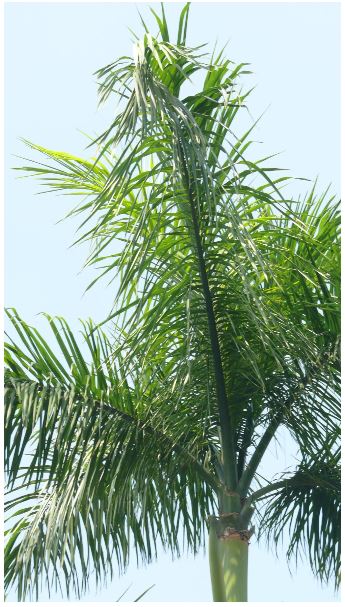 大王椰子大王椰子_植物系列圖7-3