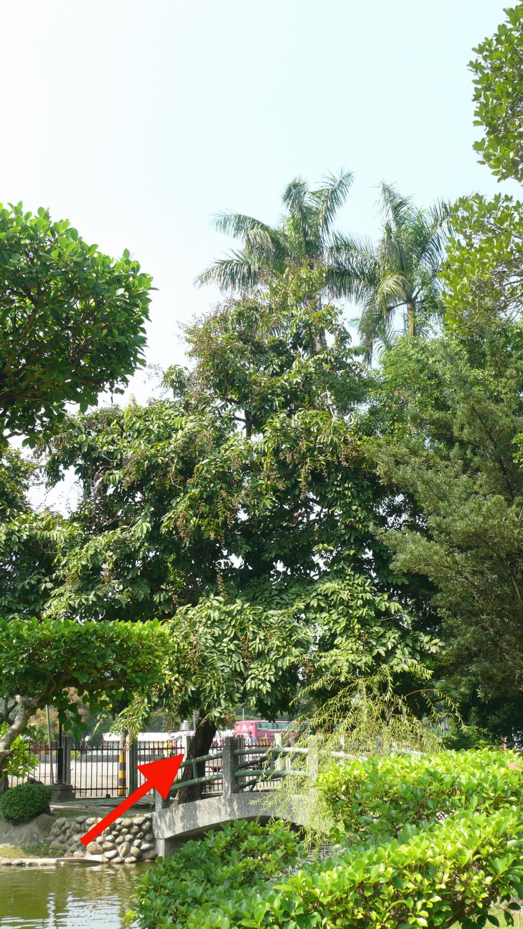 大花紫薇大花紫薇_植物系列圖10-3