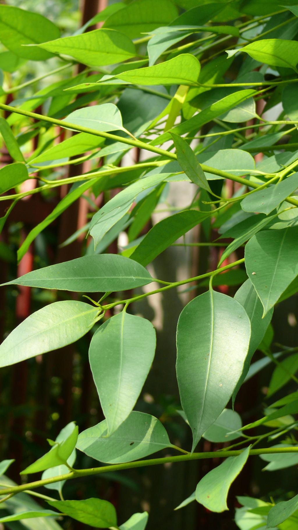 大葉桉大葉桉_植物系列圖6-3