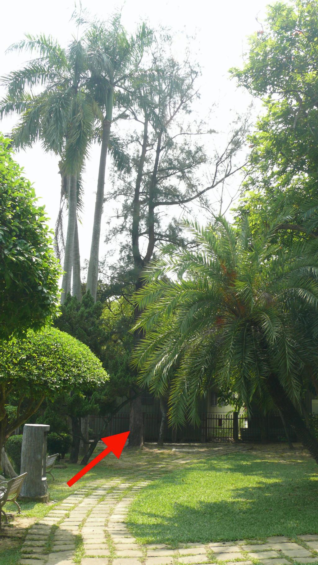 木麻黃011木麻黃_08