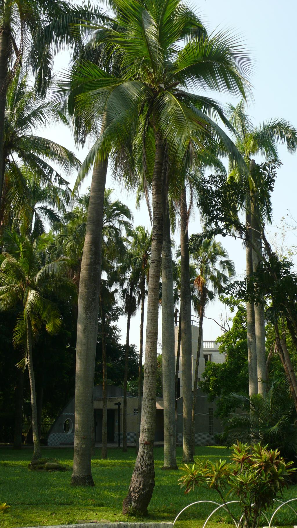 可可椰子016可可椰子_04 可可椰子016可可椰子_04