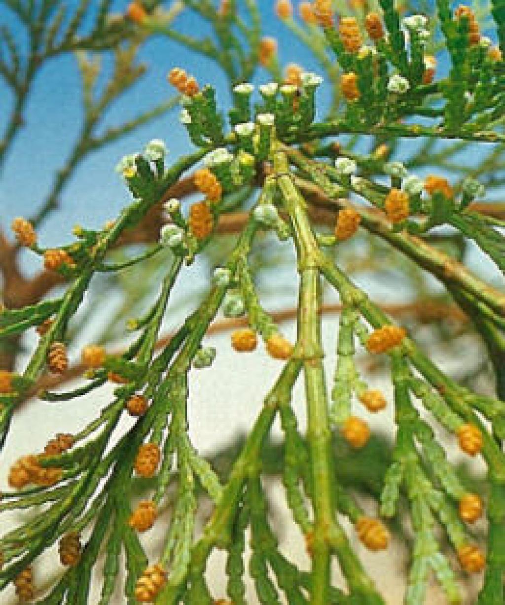 台灣肖楠018台灣肖楠_07 台灣肖楠018台灣肖楠_07