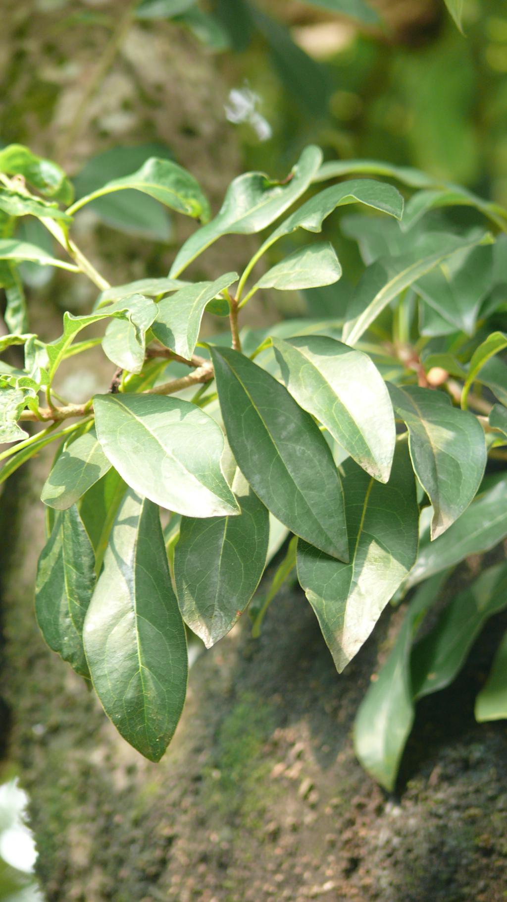 台灣海桐020台灣海桐_02 台灣海桐020台灣海桐_02