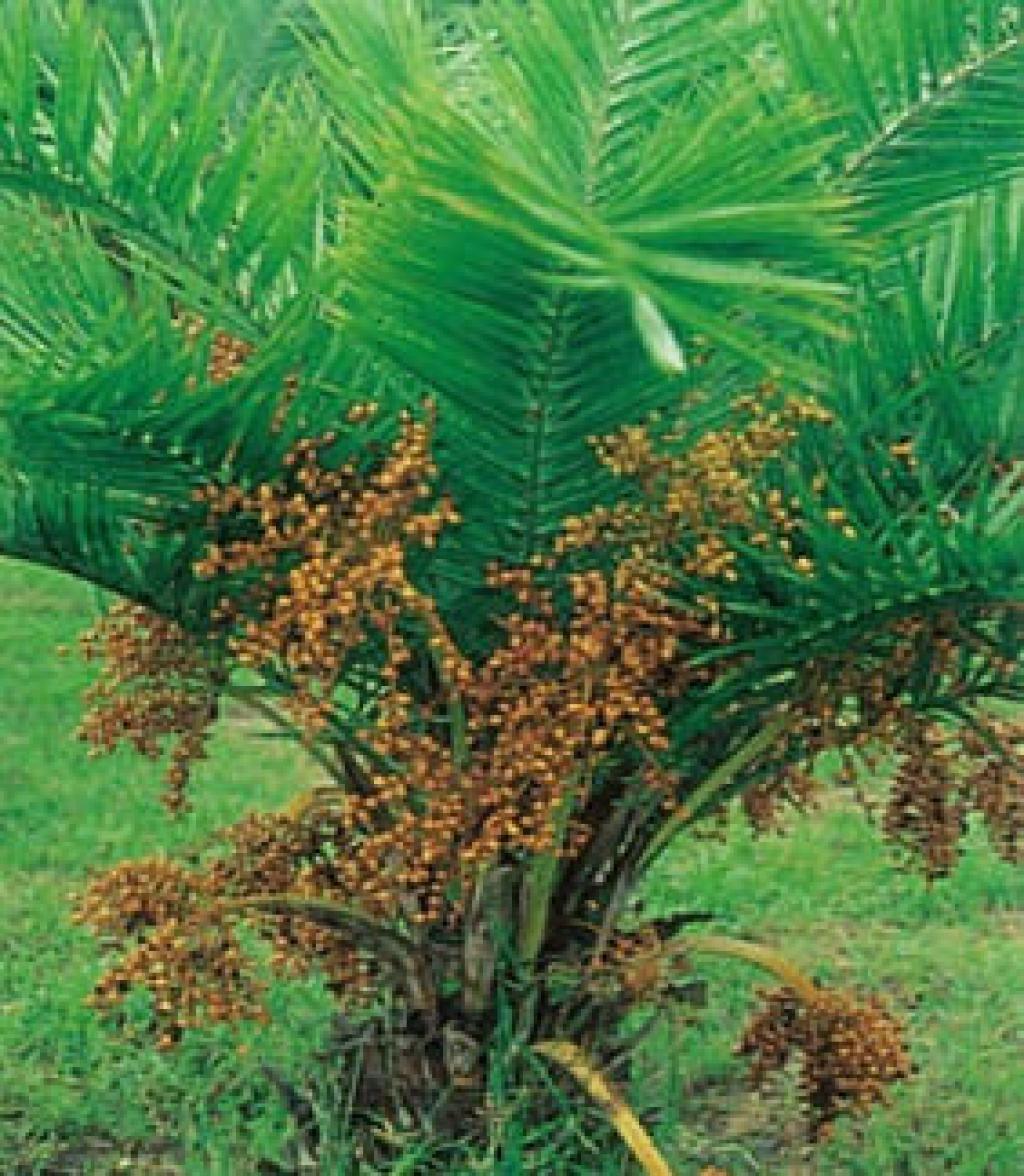 台灣海棗021台灣海棗_06