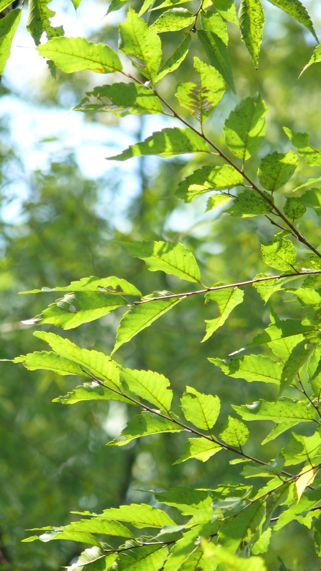 台灣櫸022台灣櫸_03