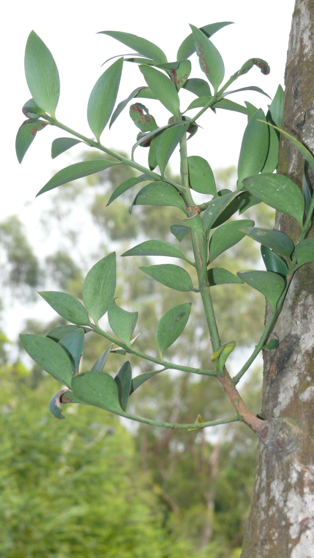 竹柏029竹柏_03 竹柏029竹柏_03