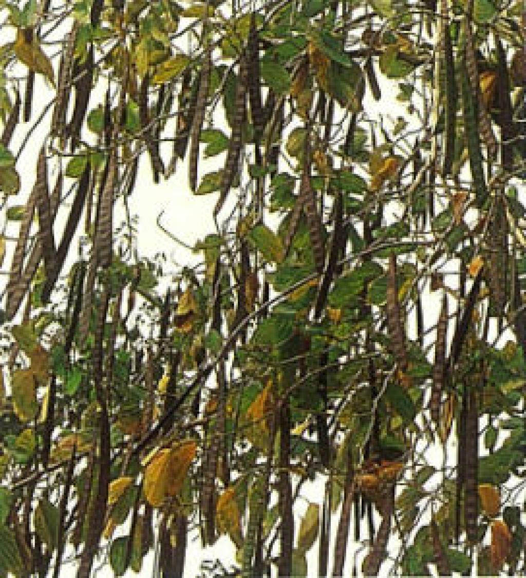 羊蹄甲030羊蹄甲_03