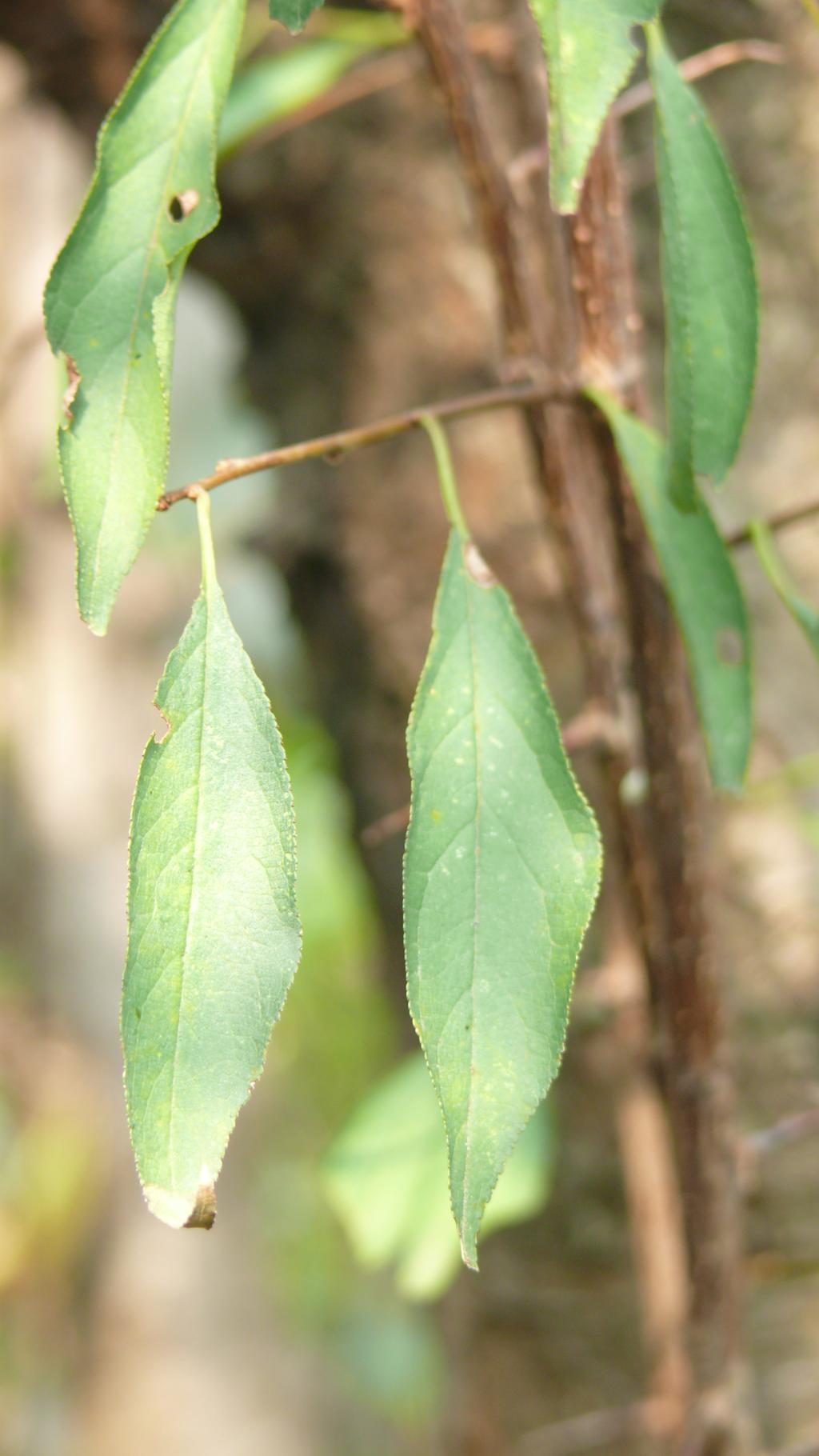 李032李_03 李032李_03