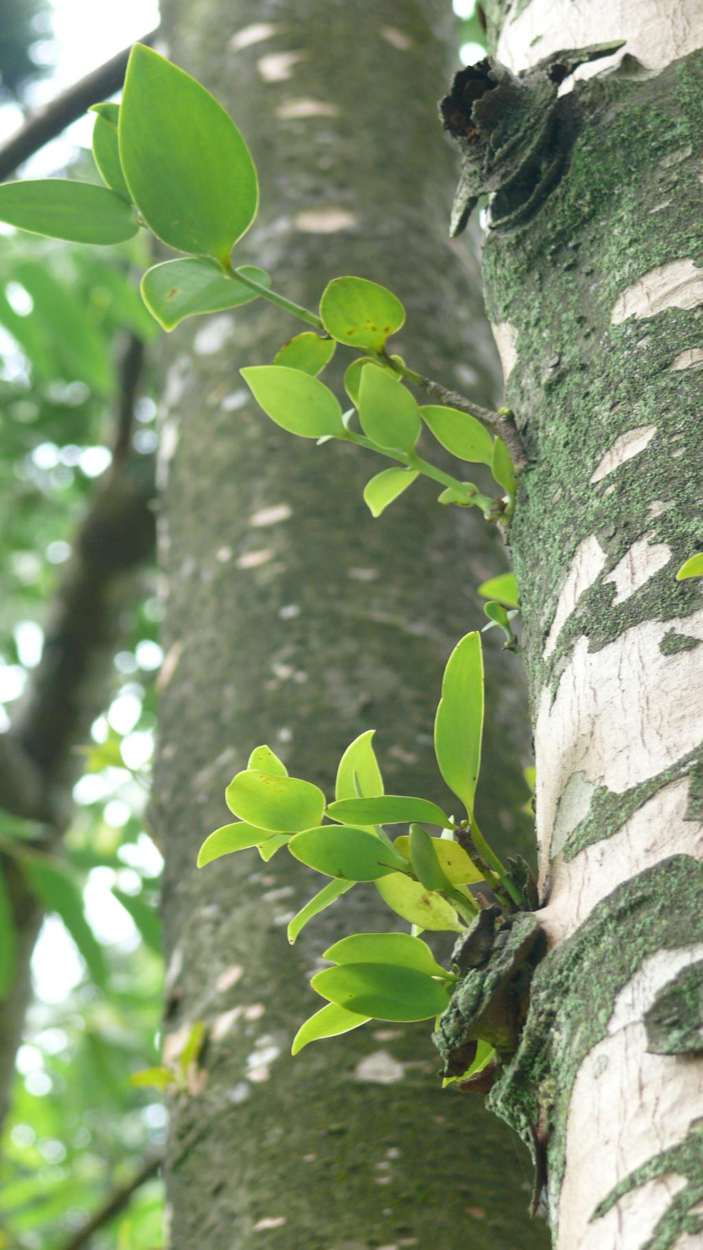 貝殼杉033貝殼杉_02 貝殼杉033貝殼杉_02