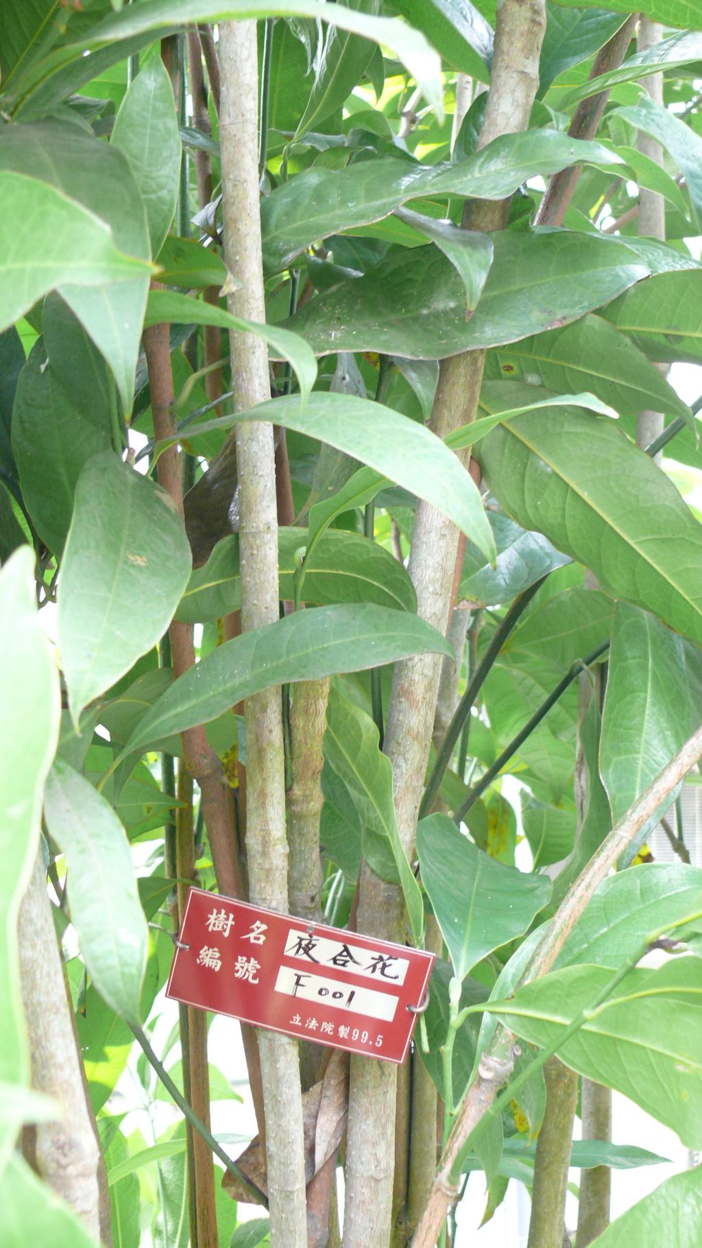 夜合花035夜合花_01 夜合花035夜合花_01