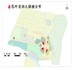 肯氏南洋杉_分布圖