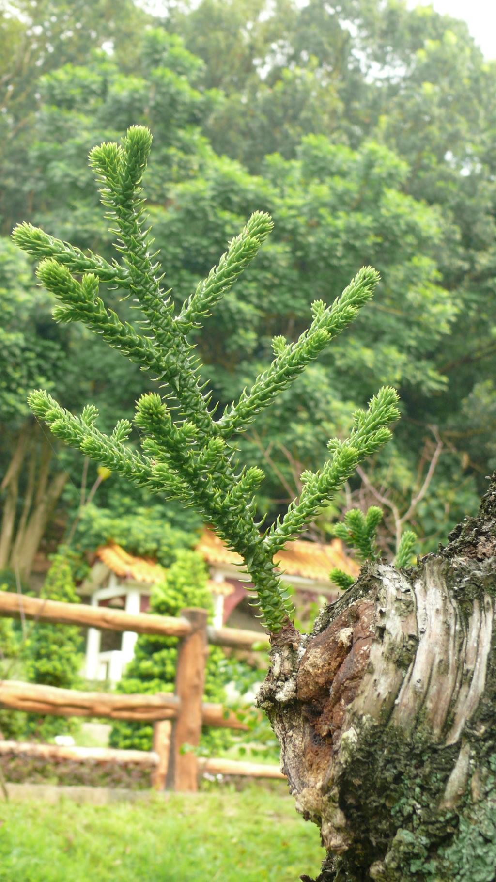 肯氏南洋杉038肯氏南洋杉_03 肯氏南洋杉038肯氏南洋杉_03