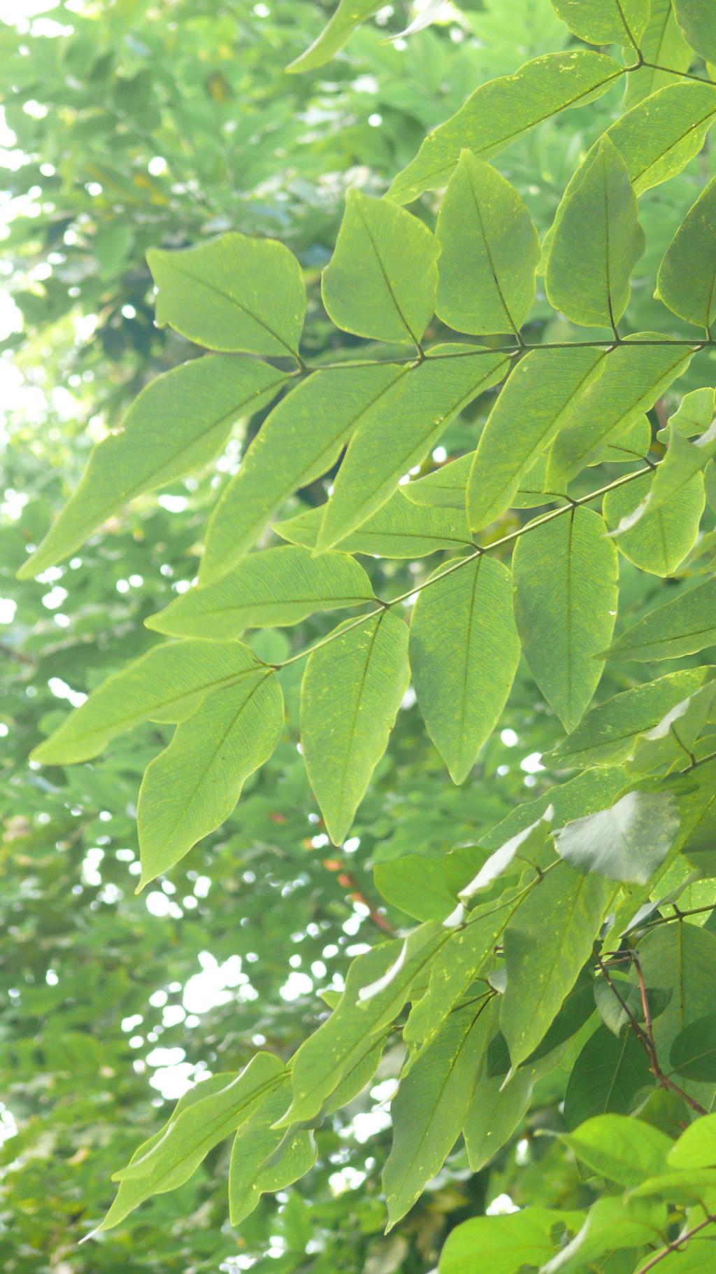 阿勃勒039阿勃勒_02