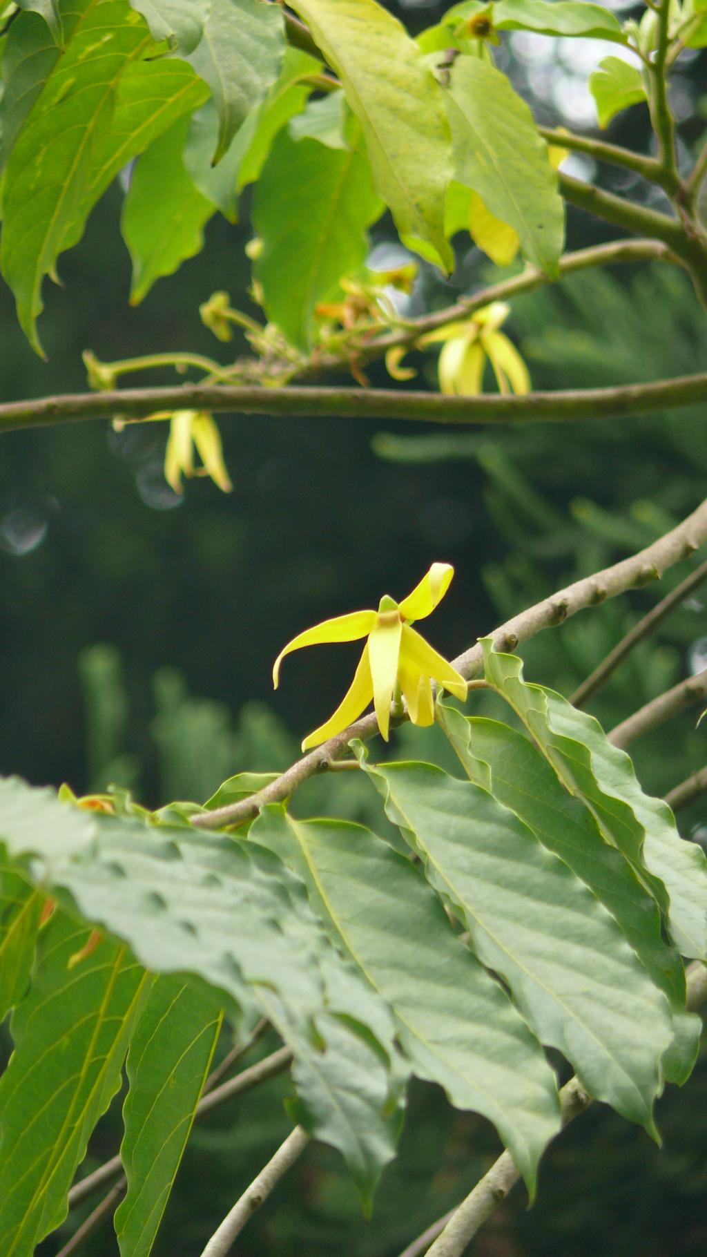 香水樹048香水樹_05 香水樹048香水樹_05
