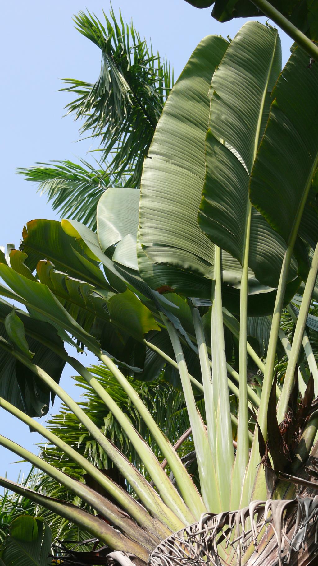 旅人蕉049旅人蕉_02