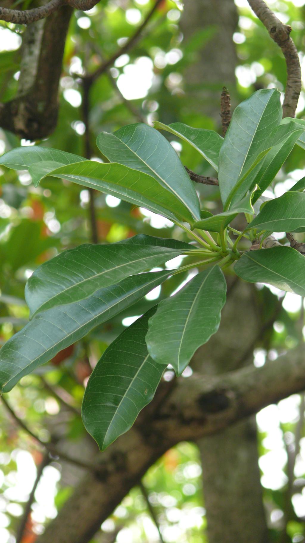 海檬果051海檬果_02