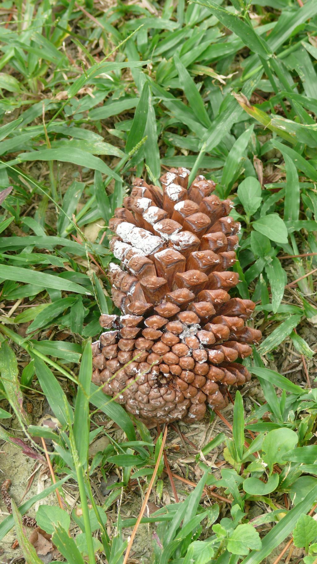 琉球松052琉球松_03 琉球松052琉球松_03