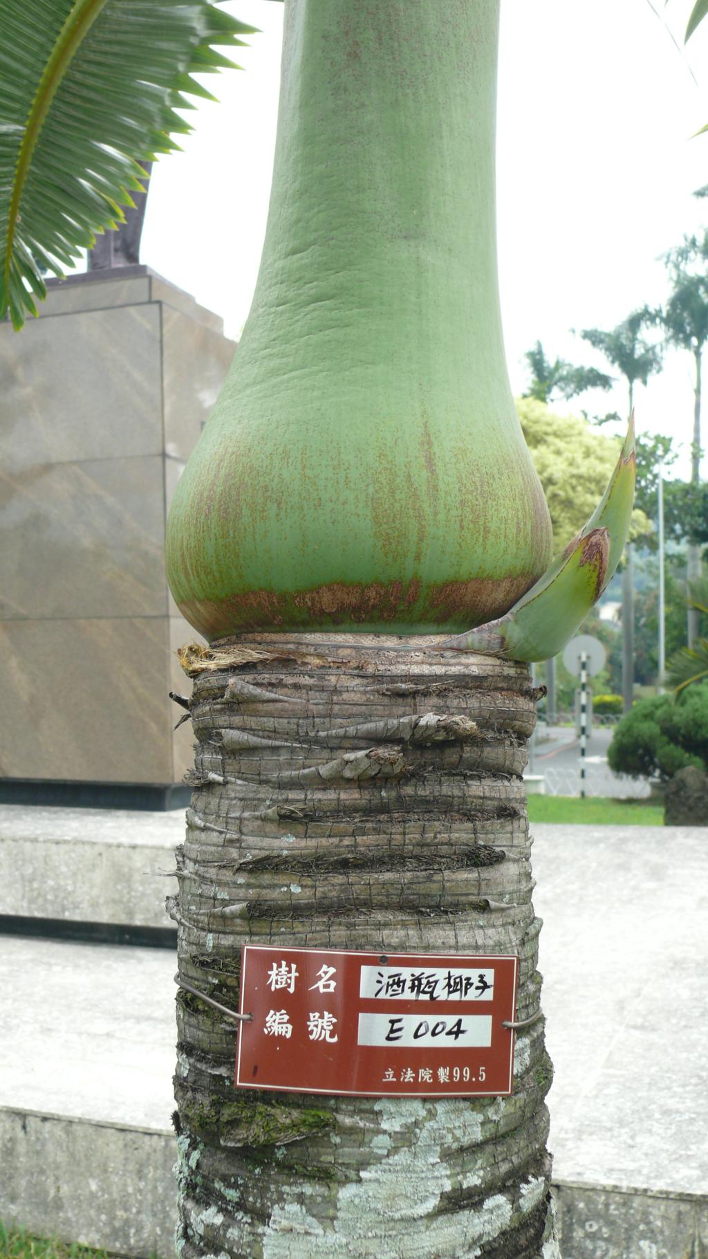 酒瓶椰子 053酒瓶椰子_01 酒瓶椰子 053酒瓶椰子_01