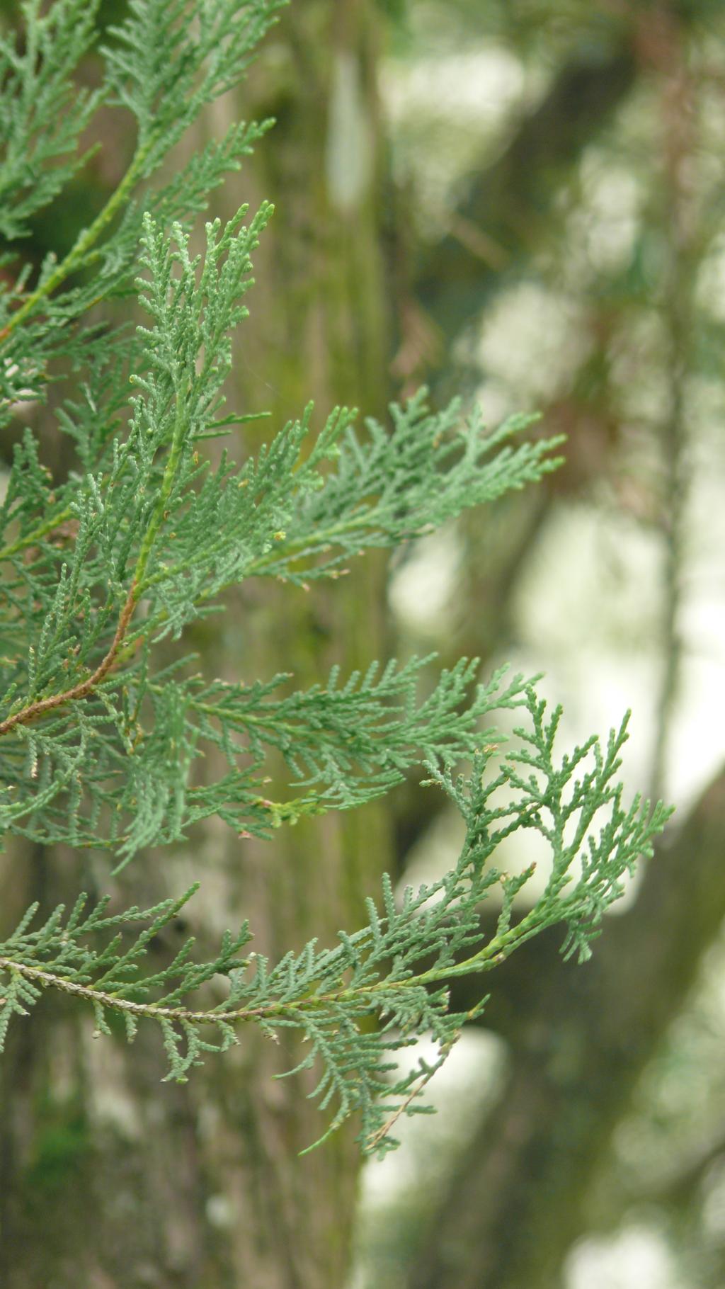 側柏055側柏_03 側柏055側柏_03