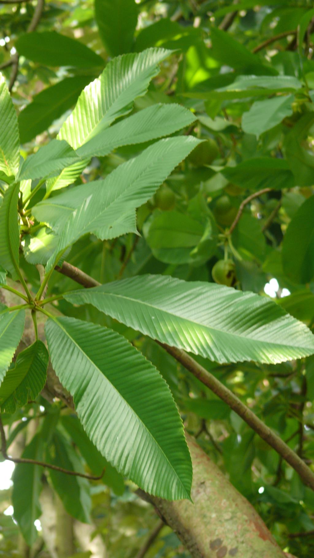 第倫桃057第倫桃_02