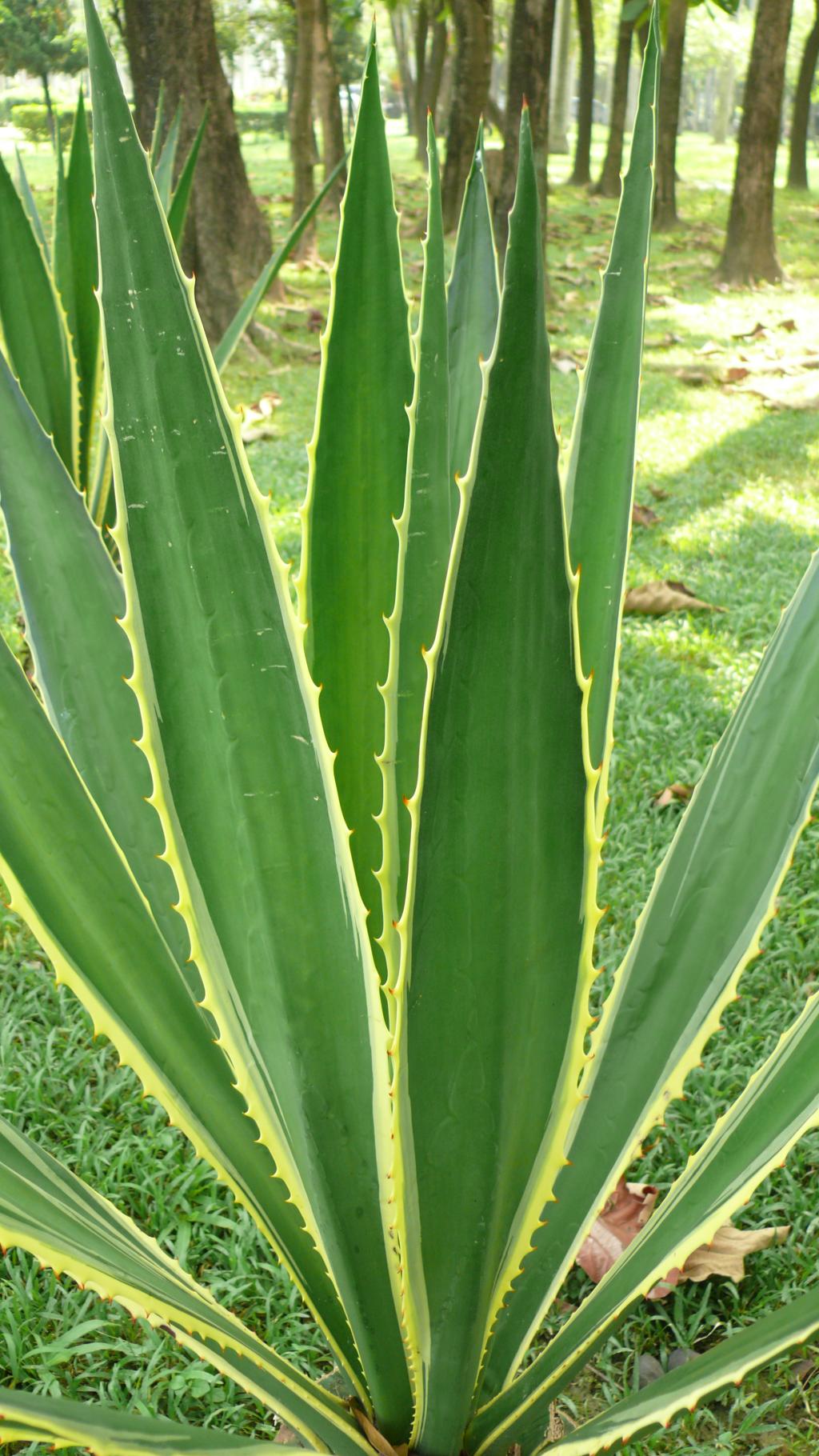 莫里斯麻058莫里斯麻_03