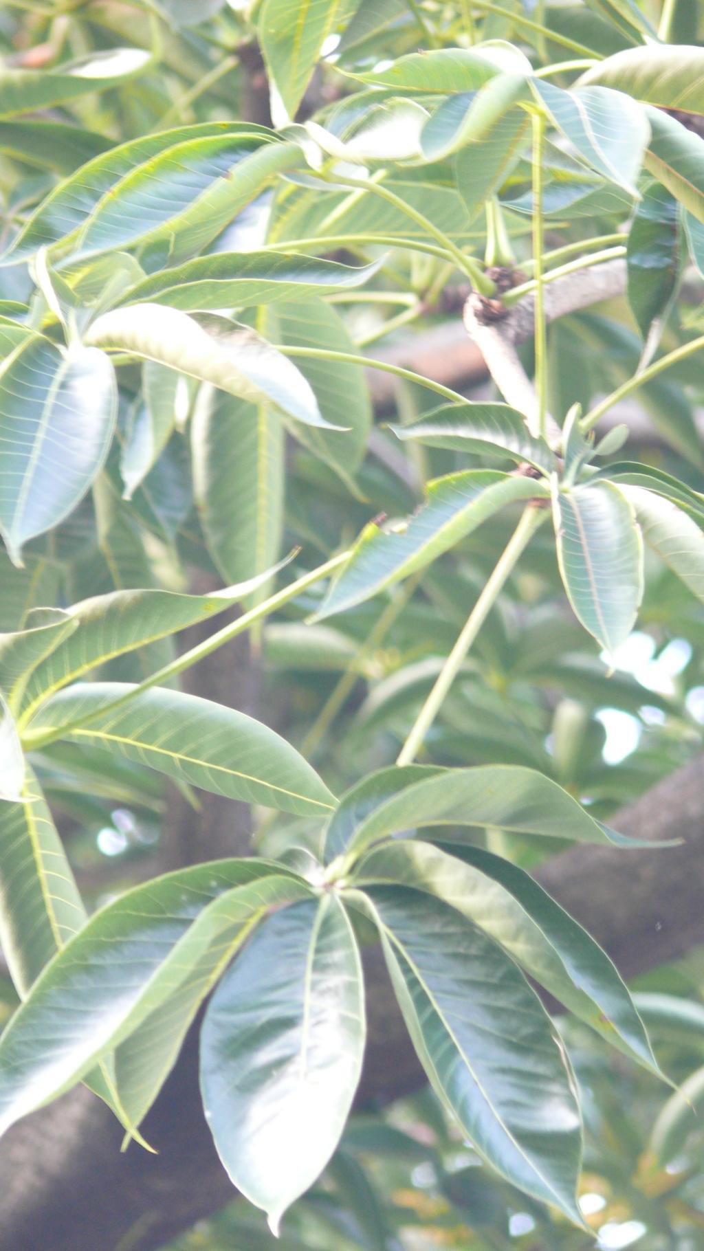 掌葉蘋婆060掌葉蘋婆_03 掌葉蘋婆060掌葉蘋婆_03