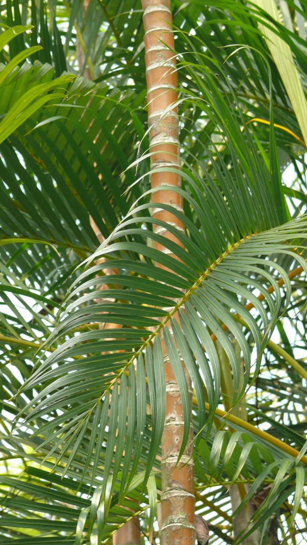 黃椰子067黃椰子_02 黃椰子067黃椰子_02