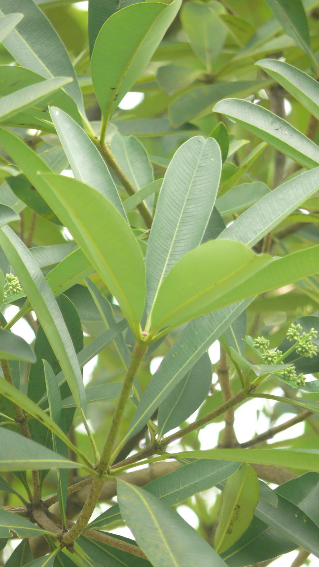 黑板樹069黑板樹_03 黑板樹069黑板樹_03