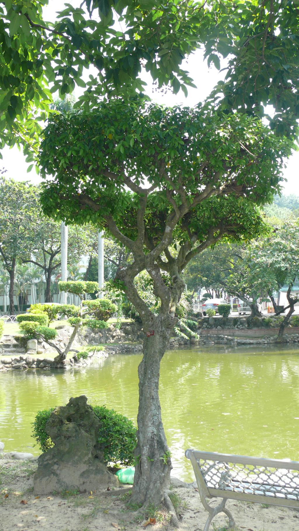 榕樹073榕樹_04 榕樹073榕樹_04