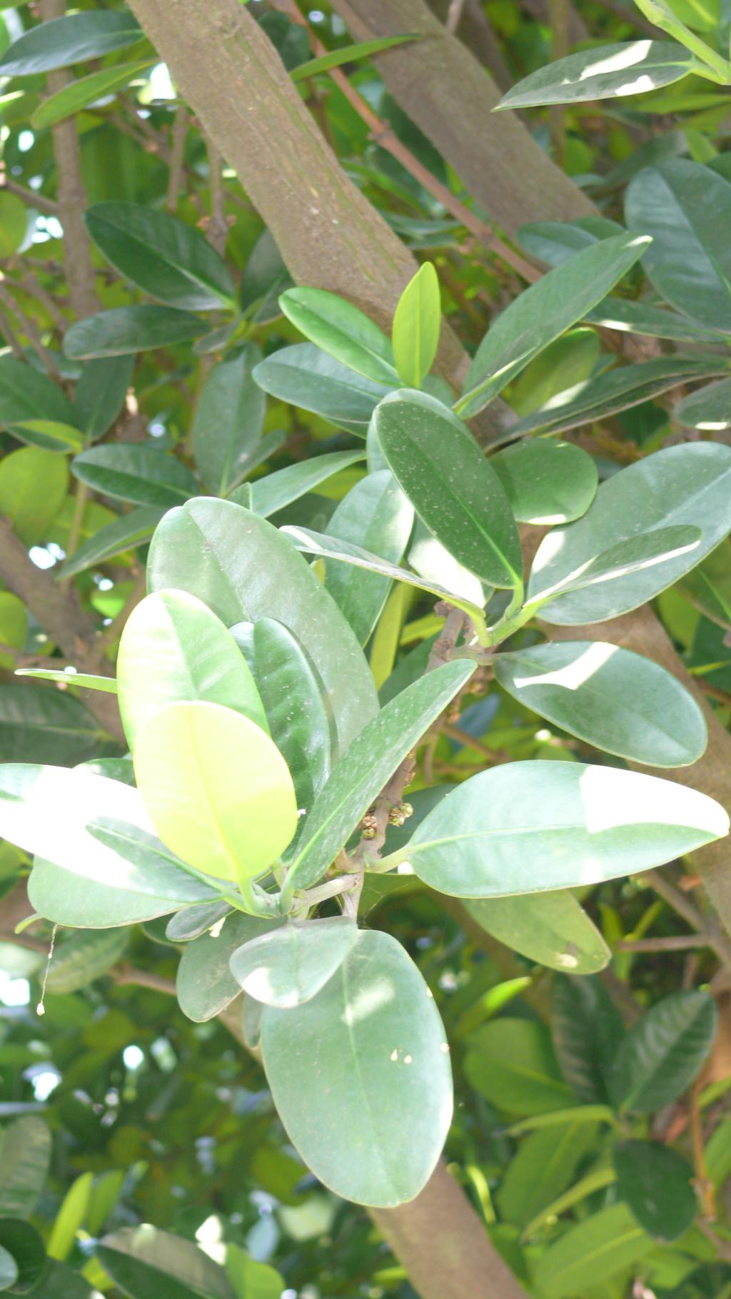 福木074福木_02 福木074福木_02