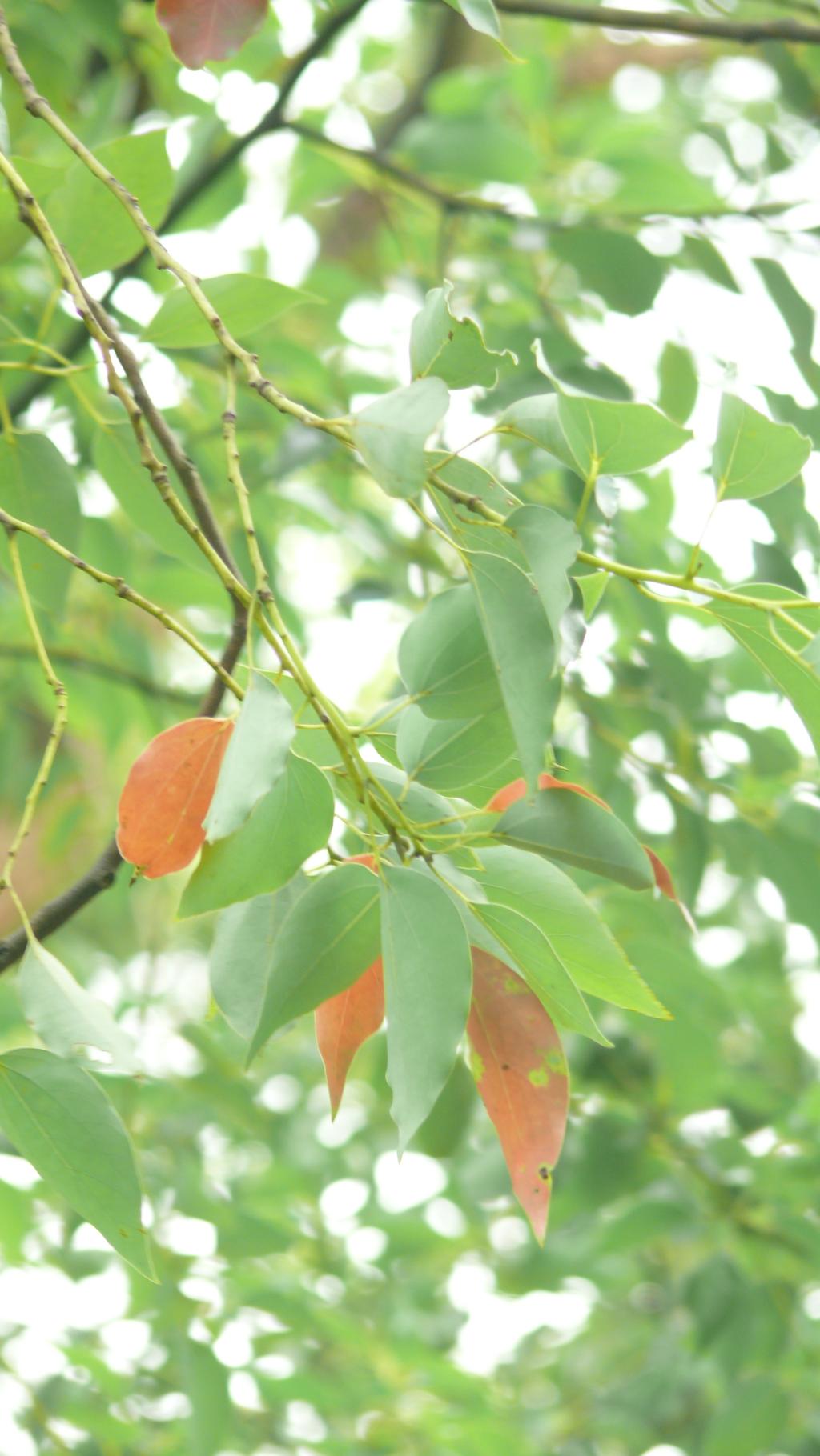 樟樹081樟樹_02 樟樹081樟樹_02