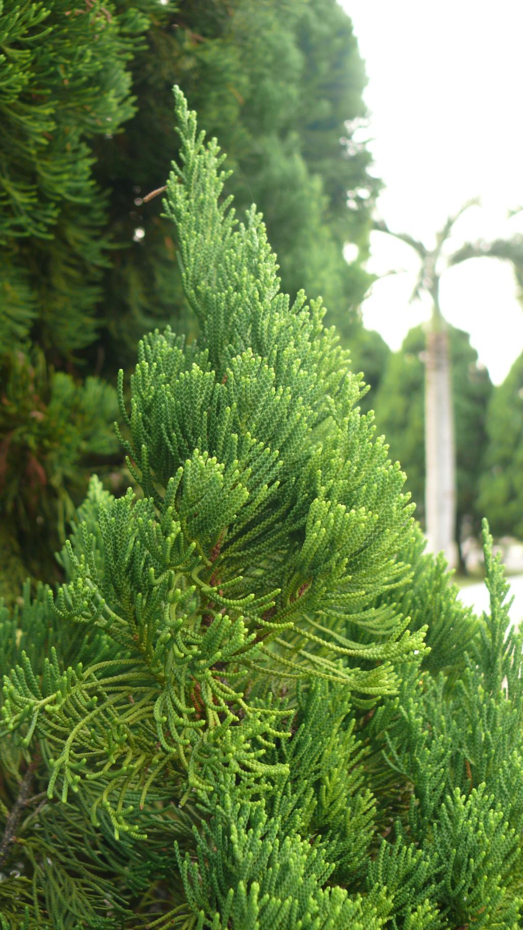 龍柏084龍柏_02 龍柏084龍柏_02