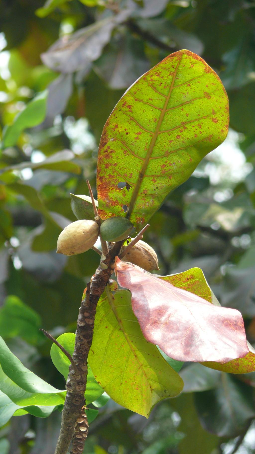 欖仁樹094欖仁樹_03 欖仁樹094欖仁樹_03