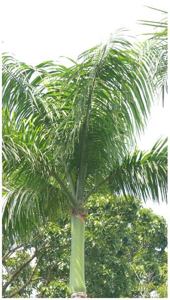 大王椰子樹種照片04