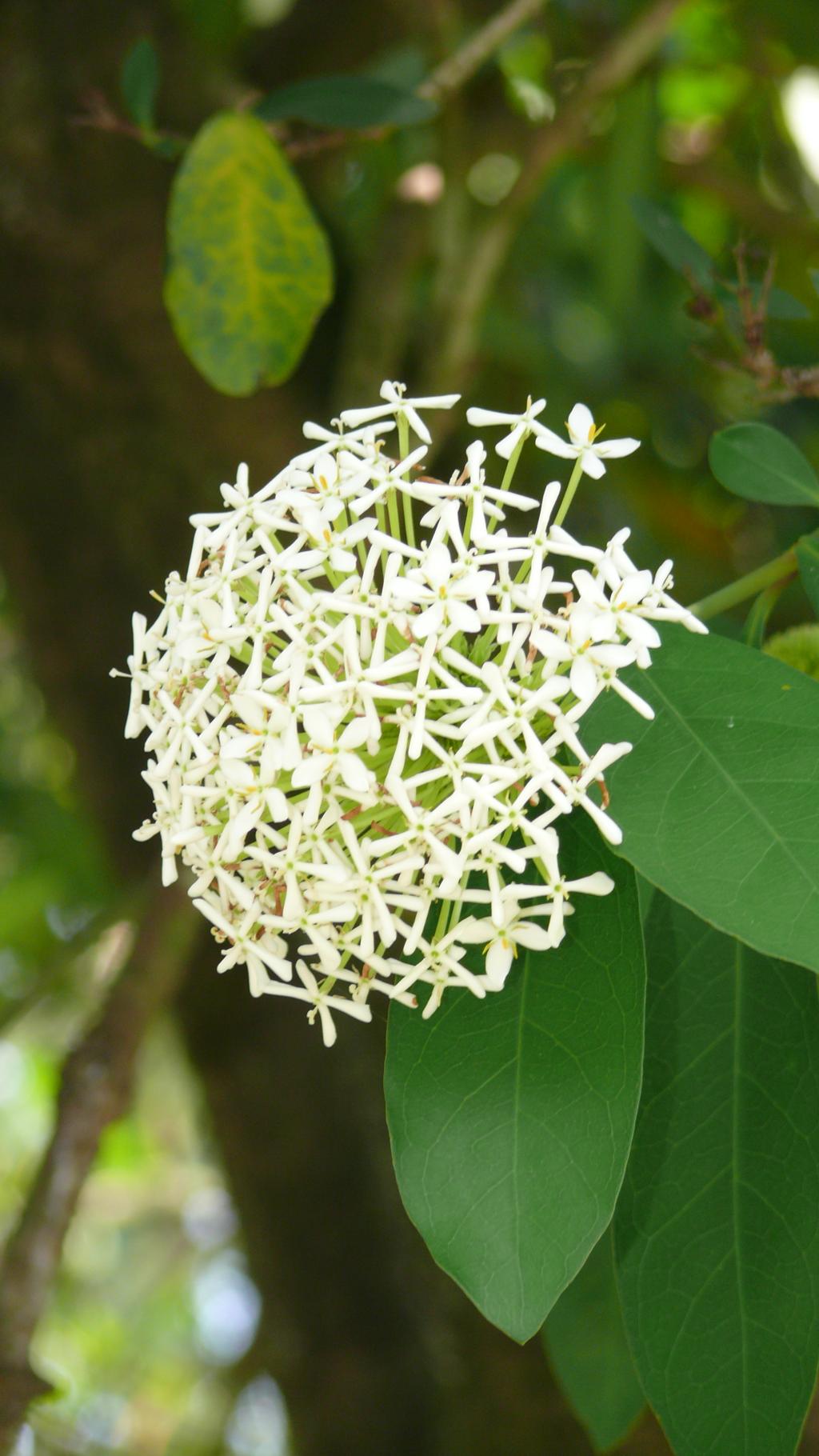白仙丹花樹種照片04