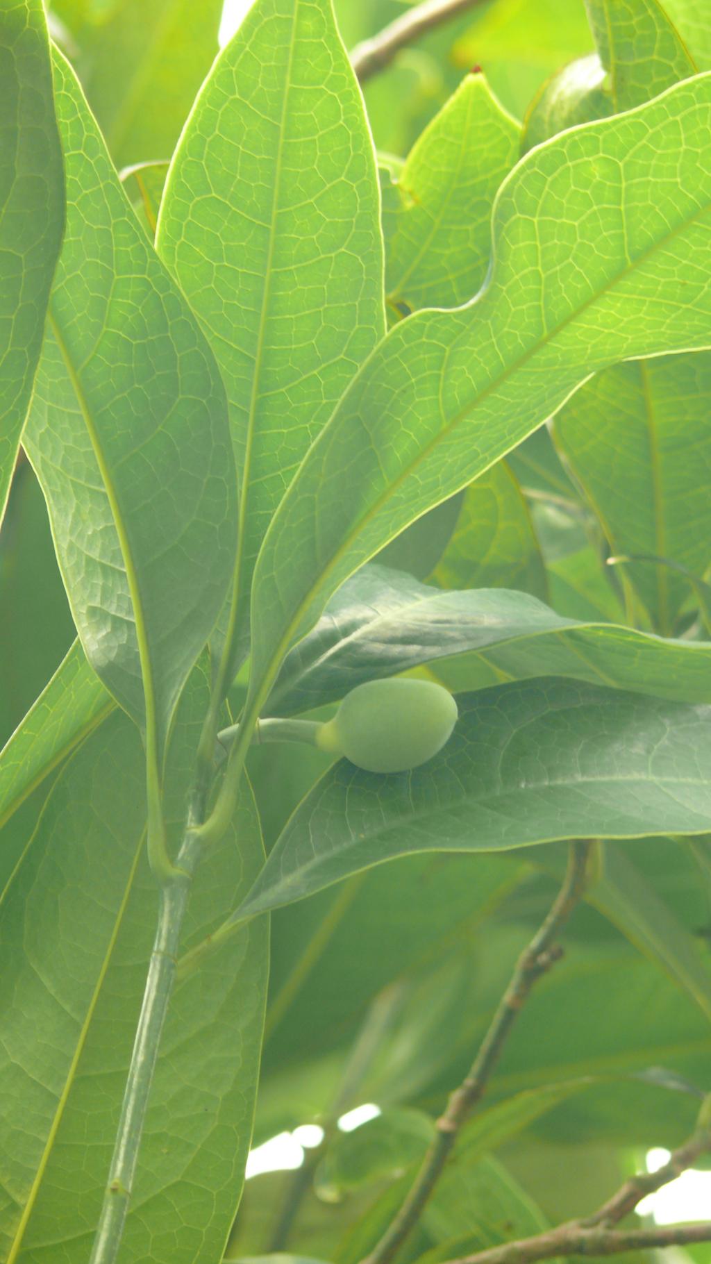 夜合花樹種照片04