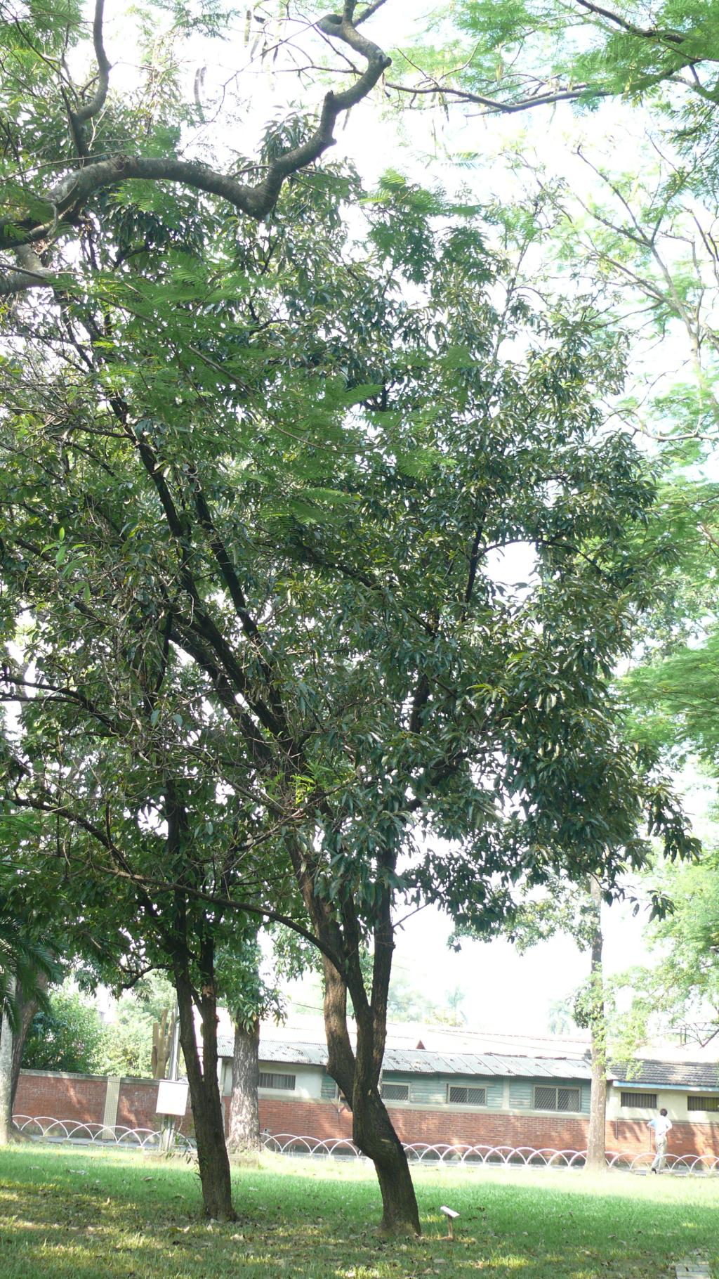 栓皮櫟樹種照片04