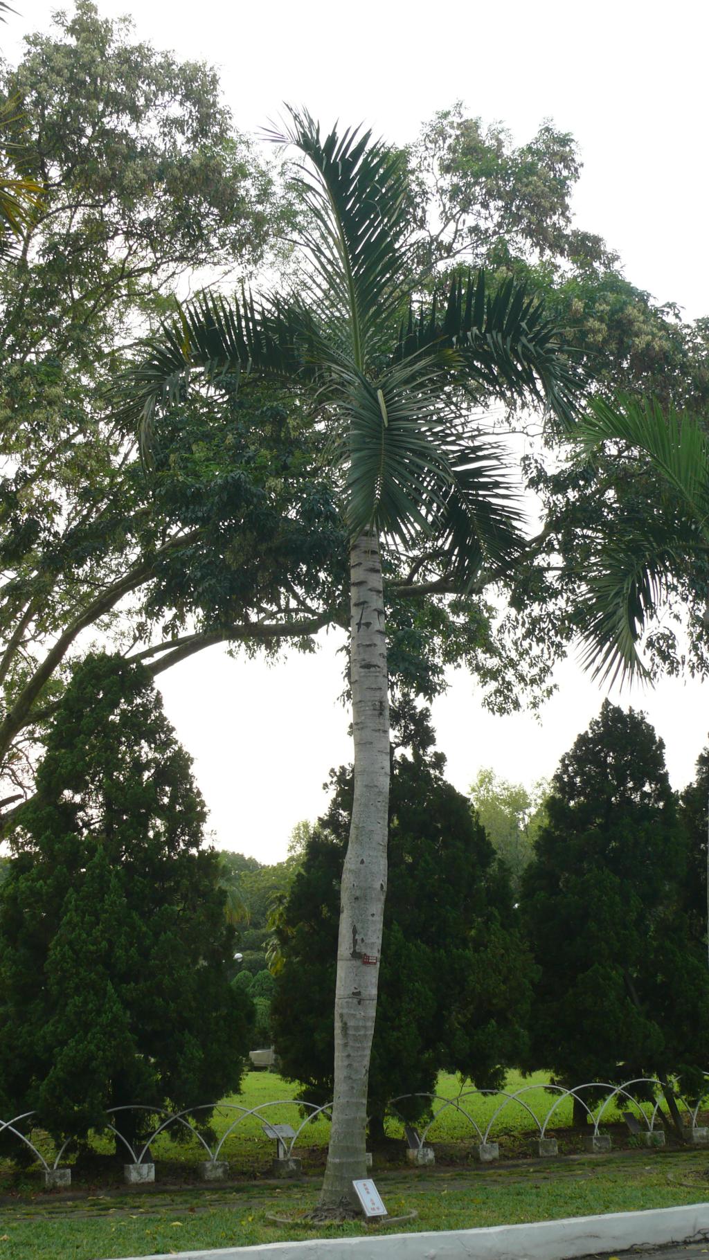 棍棒椰子樹種照片04