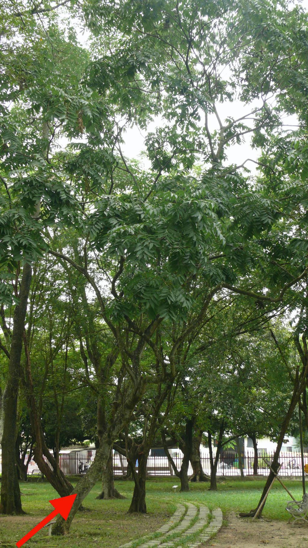 無患子樹種照片04