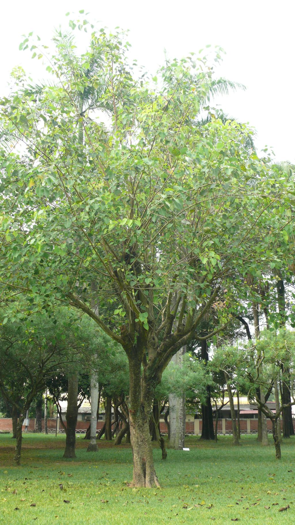 菩提樹樹種照片04