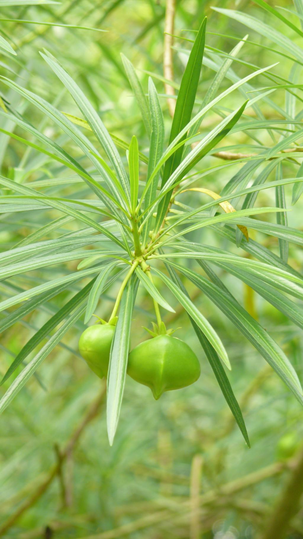 黃花夾竹桃樹種照片04