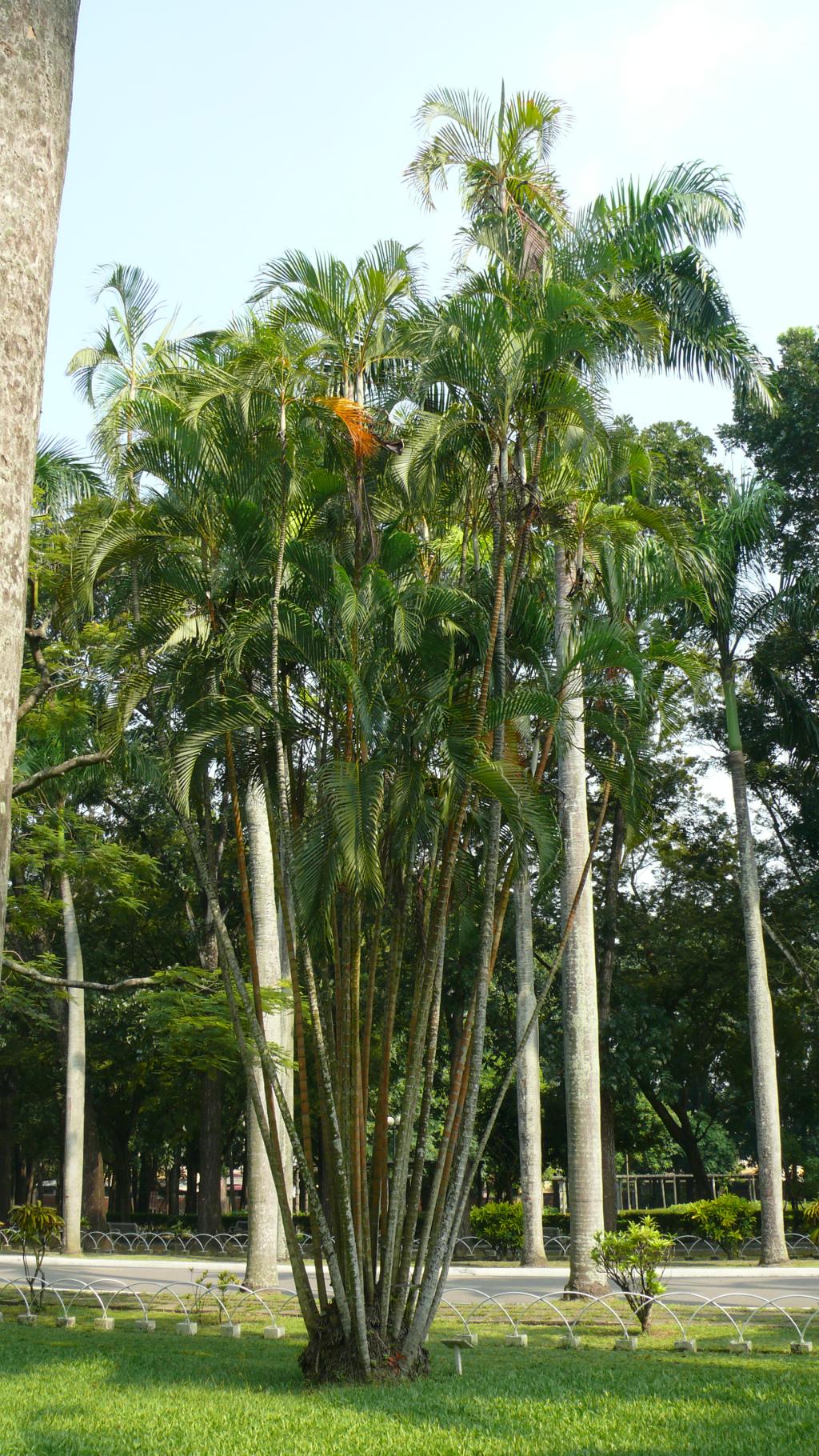 黃椰子樹種照片04