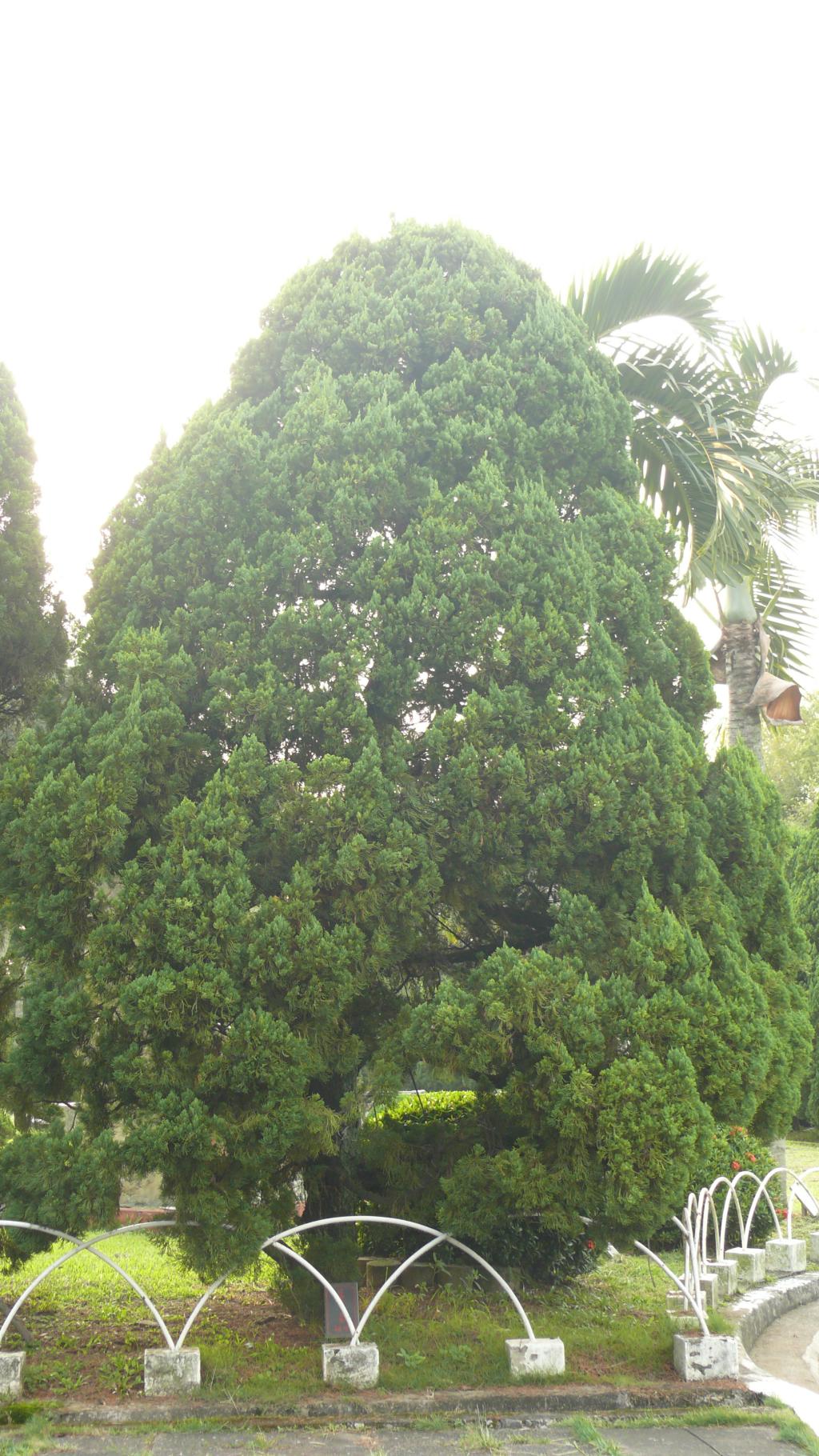 龍柏樹種照片04