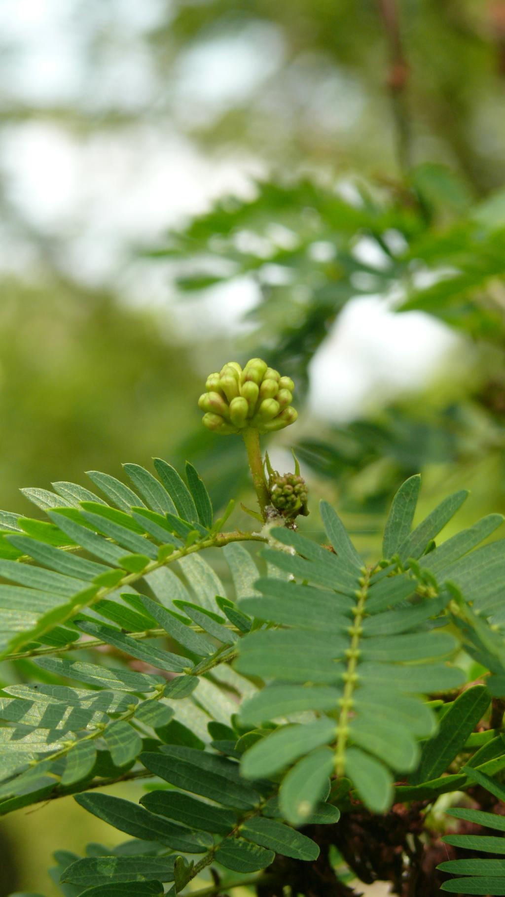 蘇利南合歡樹種照片04