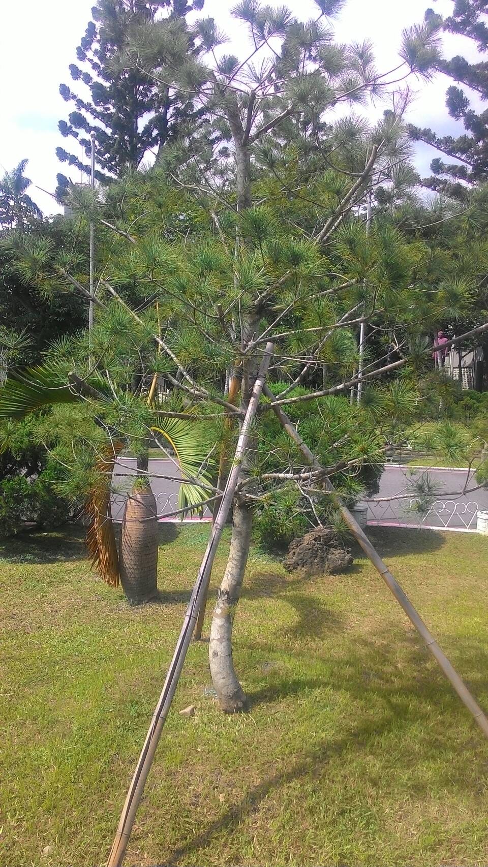 五葉松樹種照片02